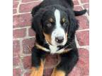 Bernese Mountain Dog Puppy for sale in Nashville, IL, USA