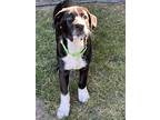 Adopt Chowder a Black - with White Great Dane / Australian Shepherd / Mixed dog