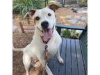 Adopt Winter a White - with Tan, Yellow or Fawn Mixed Breed (Large) / Mixed dog