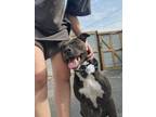 Adopt Rue a Black - with White American Staffordshire Terrier / Mixed Breed