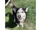Adopt Frida a Black Siberian Husky / Mixed dog in Wadena, MN (38609894)
