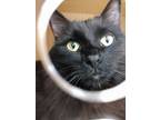 Adopt Lily a All Black Domestic Longhair / Mixed (long coat) cat in Vernon