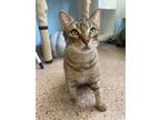 Adopt sweet pea a Tan or Fawn Domestic Shorthair / Domestic Shorthair / Mixed