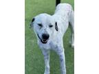 Adopt Dewey A046005 a Dalmatian / Mixed Breed (Medium) / Mixed dog in