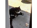 Adopt ZZ a Black & White or Tuxedo Maine Coon / Mixed (long coat) cat in Auburn