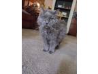 Adopt Pearl a Gray or Blue Russian Blue (long coat) cat in Auburn, CA (38497840)
