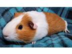 Adopt Foxy a Sable Guinea Pig (short coat) small animal in Highland
