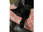 Adopt Sparky a All Black Domestic Shorthair (short coat) cat in Carlisle