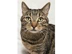 Adopt Judy RC PetSmart a Brown Tabby Domestic Shorthair (short coat) cat in