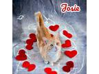 Adopt Josie a Domestic Shorthair / Mixed (long coat) cat in Nashville