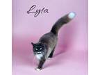 Adopt Lyta a Domestic Longhair / Mixed (long coat) cat in Nashville