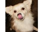 Adopt Crissy a White - with Tan, Yellow or Fawn Pomeranian / American Eskimo Dog