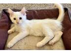 Adopt Ghost a White Domestic Mediumhair cat in Calimesa, CA (38535937)