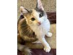 Adopt Arya a Domestic Shorthair cat in Calimesa, CA (38531491)