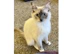 Adopt Dani a Himalayan (long coat) cat in Calimesa, CA (38531492)