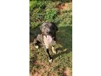 Adopt Dexter a Gray/Blue/Silver/Salt & Pepper American Pit Bull Terrier / Husky