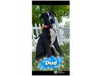 Adopt Dud a Black - with White Pit Bull Terrier dog in Grand Rapids