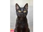 Adopt Provolone a All Black Domestic Shorthair (short coat) cat in Dublin