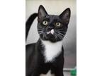Adopt Parmesan a Black & White or Tuxedo Domestic Shorthair (short coat) cat in