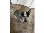 Adopt Luna a Gray/Blue/Silver/Salt & Pepper Australian Cattle Dog / Basset Hound