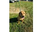 Adopt Bodhi a Red/Golden/Orange/Chestnut Golden Retriever / Retriever (Unknown