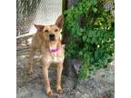 Adopt Margo a Redbone Coonhound / Labrador Retriever / Mixed dog in Beaumont