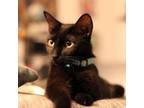 Adopt Peekaboo a All Black Domestic Shorthair / Mixed cat in Denison