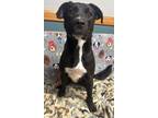 Adopt Tux a Black Mixed Breed (Medium) / Mixed dog in Sullivan, IN (34504073)