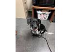 Adopt Colt a Black Australian Cattle Dog / Mixed dog in Springfield