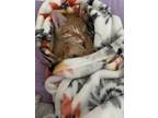 Adopt Poppy a Orange or Red American Shorthair / Mixed (short coat) cat in