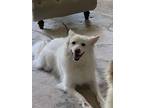 Adopt Ink a White American Eskimo Dog / Mixed dog in Rochester Hills