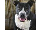 Adopt Cruella de Vil a Black Mixed Breed (Large) / Mixed dog in Columbus