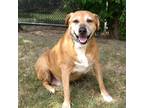 Adopt Cowboy a Tan/Yellow/Fawn Labrador Retriever / Mixed Breed (Large) / Mixed