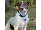 Adopt Dagger a White - with Tan, Yellow or Fawn Catahoula Leopard Dog / Mixed