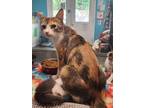 Adopt Feona a Calico / Mixed (short coat) cat in Crocker, MO (38563225)