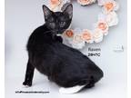 Adopt Raven a Domestic Shorthair / Mixed (short coat) cat in Spring