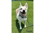 Adopt Turnip - IN FOSTER a White Mixed Breed (Large) / Mixed dog in Hamilton