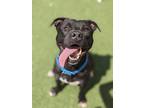 Adopt Waldo VI 60 a Black American Pit Bull Terrier / Mixed dog in Cleveland