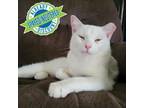 Adopt Kiki a White Domestic Shorthair / Mixed cat in Las Cruces, NM (38345693)