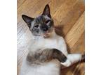 Adopt Waller (in foster) a Cream or Ivory Domestic Shorthair / Siamese / Mixed