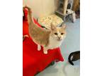 Adopt Blondie a Domestic Shorthair / Mixed (short coat) cat in Bourbonnais