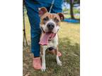 Adopt Chuck a Brown/Chocolate American Pit Bull Terrier / Mixed dog in Gulfport