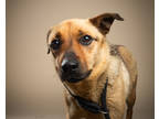 Adopt Abby a Tan/Yellow/Fawn Shepherd (Unknown Type) / Mixed dog in Santa Paula
