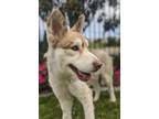 Adopt WOLFIE a Brown/Chocolate Husky / Mixed dog in Huntington Beach