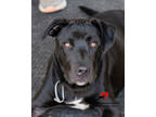 Adopt Combo a Black Retriever (Unknown Type) / Mixed dog in Toccoa