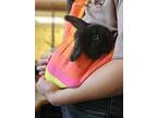 Adopt Bun Bun a Black Other/Unknown / Mixed rabbit in Independence