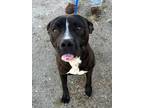 Adopt LIZA a Black - with White Pit Bull Terrier / Mixed dog in Ventura