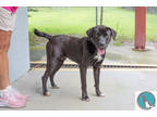 Adopt Jelly a Black Labrador Retriever / Mixed dog in Walterboro, SC (38416882)