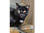 Adopt Vixey Bear a All Black Domestic Shorthair / Domestic Shorthair / Mixed cat
