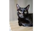 Adopt Moon a All Black Domestic Shorthair / Domestic Shorthair / Mixed cat in
